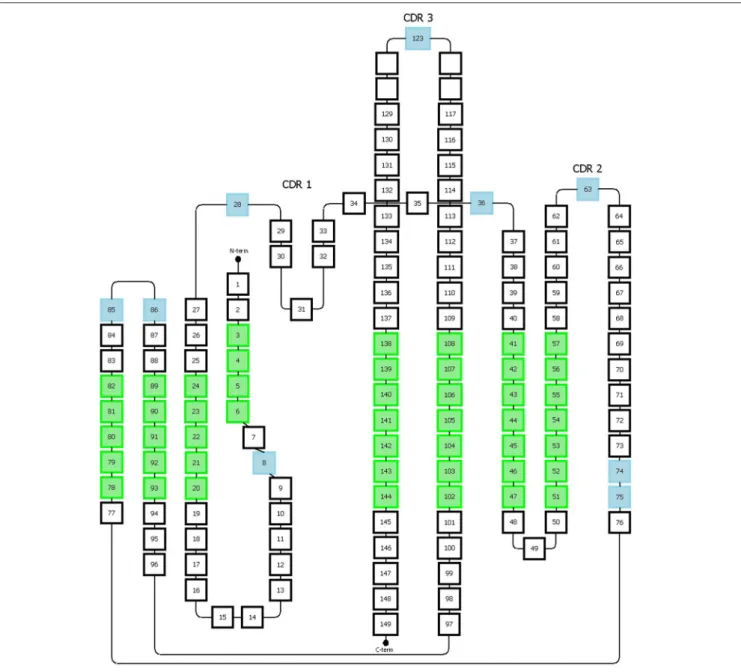FIGURE 5 | Representation of the Honneger numbering scheme. The amino acid positions that accommodate gaps are indicated in blue