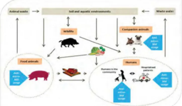 Graphique 1 : Répartition des antibiogrammes en fonction des espèces animales