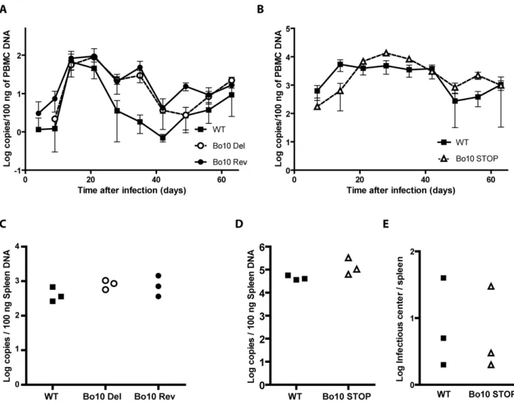 Figure 2. In vivo persistence of Bo10- mutants. Groups consisting of 3 rabbits were mock-infected or infected with 10 8 PFU of BoHV-4 WT V.test, Bo10 Del and Bo10 Rev strains (A and C) or infected with 10 7 PFU of BoHV-4 WT V.test and Bo10 STOP excised str