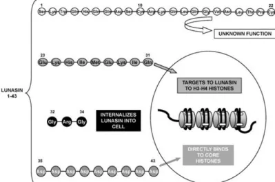 Figure  3.  A mino  acid  sequence  of  lunasin  peptide  and  demonstrated  activity  of  the  different fragments of its sequence.