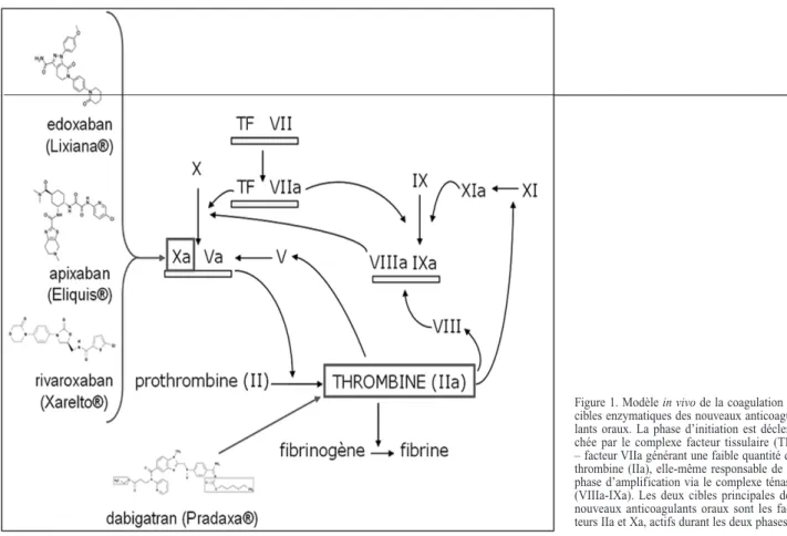 Figure 1. Modèle in vivo de la coagulation et  cibles enzymatiques des nouveaux  anticoagu-lants  oraux