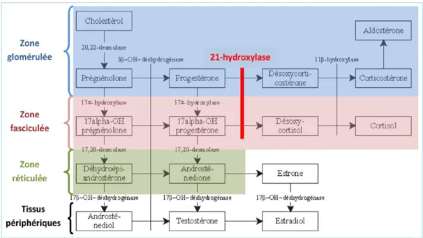 Figure 1 Différentes étapes et voies de la stéroïdogenèse au niveau de la glande corticosurrénale