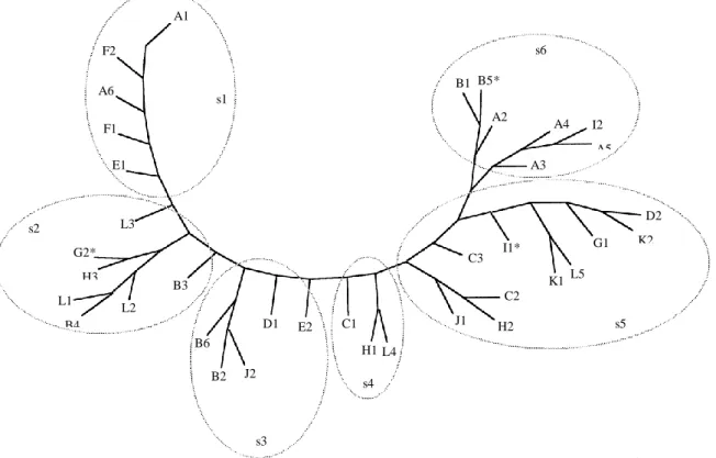 Figure 1. Epitope tree based on reactivity to Mabs assessed by parsimony method. 