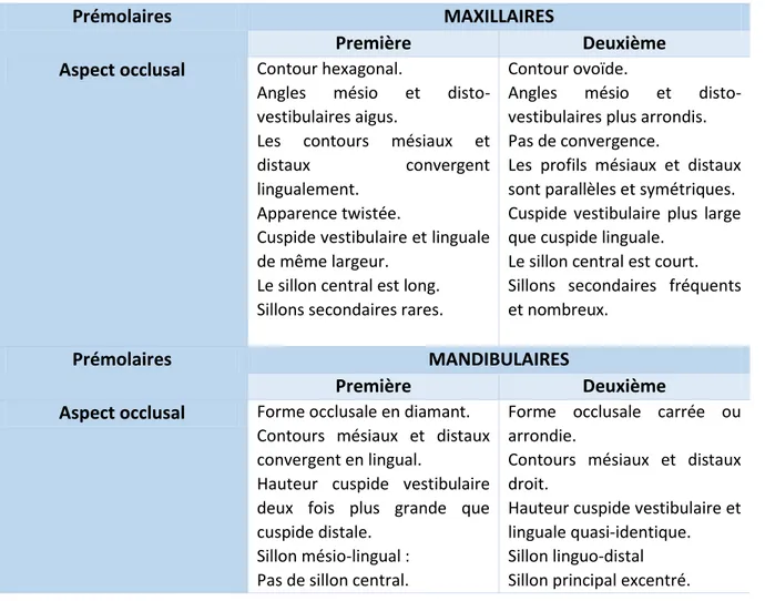 Tableau 1 - Résumé des différents traits types des prémolaires 