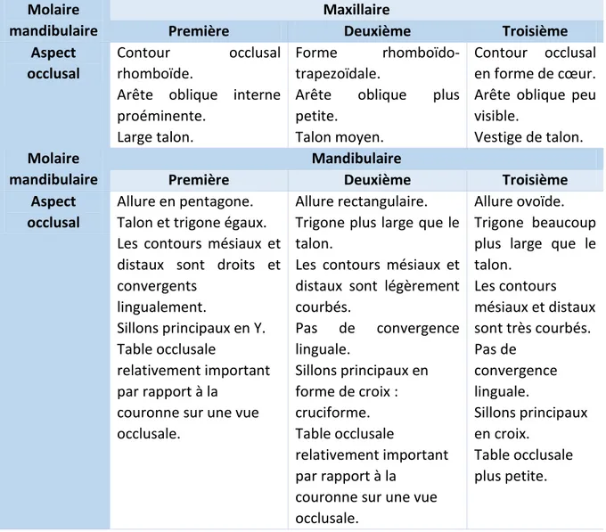 Tableau 2 - Résumé des différents aspects occlusaux des molaires permanentes 