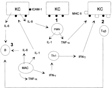 Figure 9 : Cascade inflammatoire déclenchée par les kératinocytes  40 . 