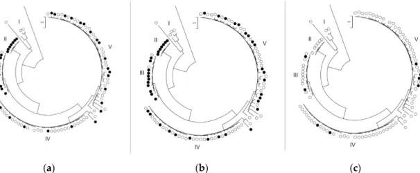 Figure 1. Phylogenetic tree with the distribution of Belgian M. bovis isolates being susceptible (○) or  resistant (●) for gamithromycin (a), tylosin (b), and enrofloxacin (c) based on the visual estimation  method