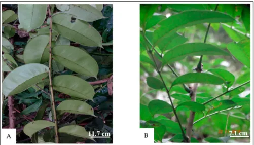 Figure 1. Leaves of Zanthoxylum psammophilum (A) and Zanthoxylum mezoneurispinosum (B).