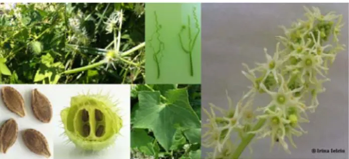 Fig. 1: Macroscopic characters of Echinocystis lobata  (Michx.) Torr. et A.Gray 