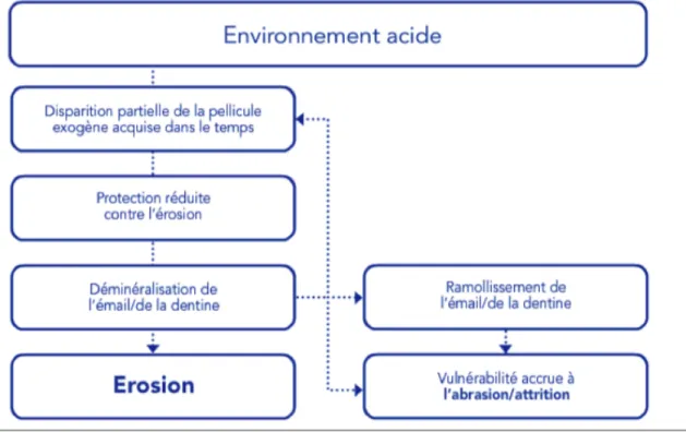 Figure 2: Interactions entre les différents mécanismes d’usure dentaire  (site : GABA e-learning)