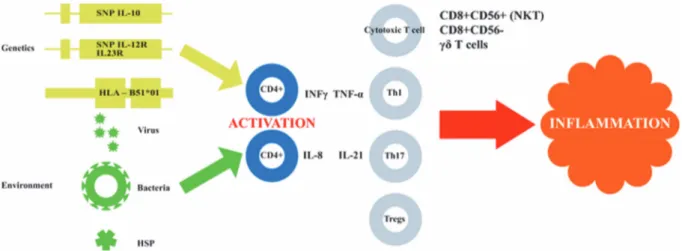 Figure 2: Schéma résumant la pathogénicité lors de la maladie de Behçet. Légende : SNP : single  nucleotide polymorphism ; IL : Interleukine ; HLA : human leukocyte antigen ; HSP : protéines de  choc thermiques ; INFγ : interferon gamma ; TNF α : tumor nec