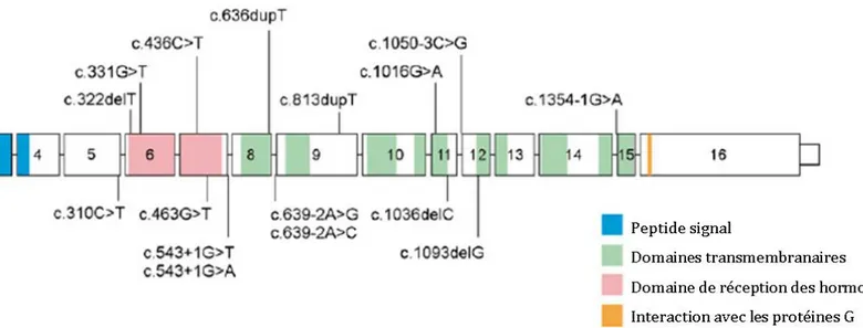 Figure 14 : Schéma détaillant la structure de la protéine PTHR1, et résumant les principaux variants  nucléotidiques existants chez les patients atteints de DPE [21]