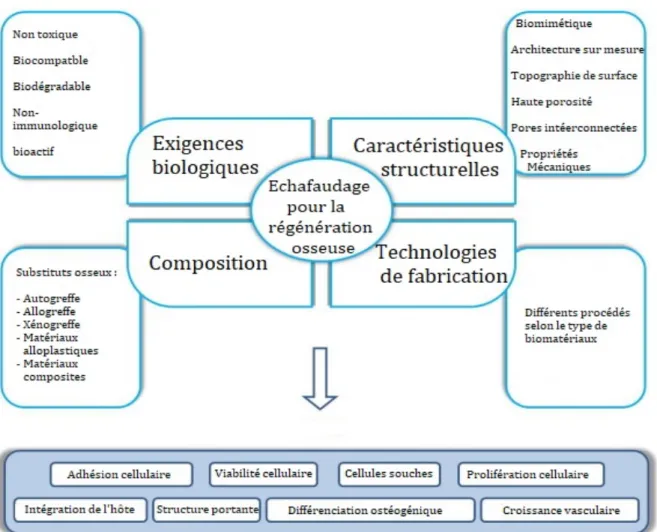 Figure  11 :  Propriétés  d’un  échafaudage  idéal  pour  les  applications  d'ingénierie  des  tissus osseux [6] 