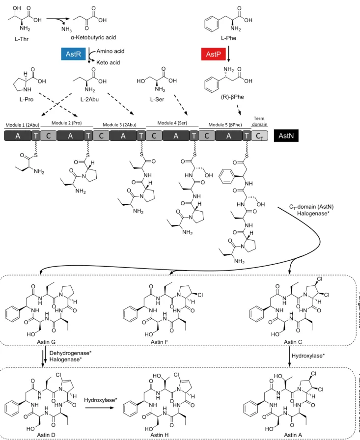 Fig. 3. Biosynthesis model for the main astin variants. In conjunction with in silico analysis of the NRPS adenylation (A) domains and gene function prediction of the ast biosynthetic gene cluster, a biosynthesis model has been deduced