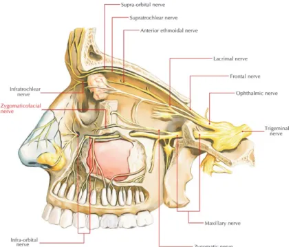 Figure 13 : Trajet et division du nerf maxillaire, EarthLab Anatomy 