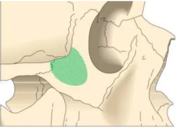 Figure 25 : Zone terminale de forage dans l’os zygomatique, Guide Nobel Biocare ®