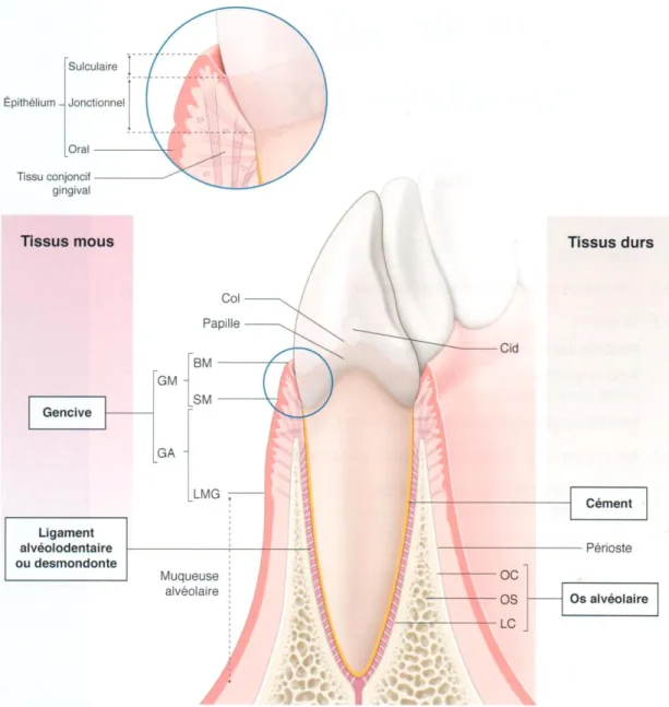 Figure 1 = Les quatre composants du parodonte 