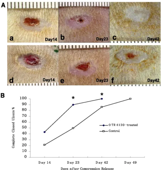 Figure 13 = Évaluation macroscopique du temps de cicatrisation de l'ulcère chez les rats  traités avec OTR4120 et les rats témoins 