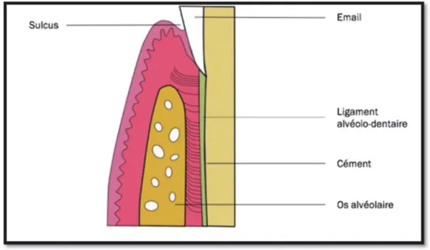 Figure 3Les éléments du parodonte. (http://chirdent.univ-lille.fr/fileadmin/user_upload/These/2017/ 