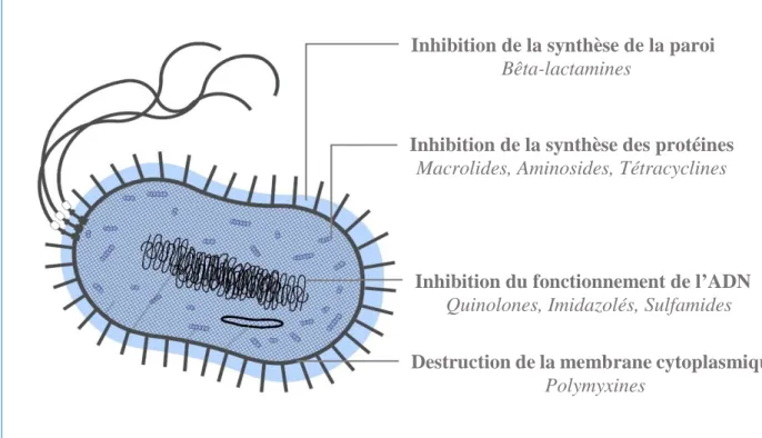 Figure 2 - Les différents modes d'action des antibiotiques (5).  