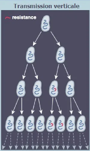 Figure 6 -  Transmission verticale d’un gène bactérien de résistance antibiotique (11)