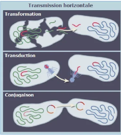Figure  7  -  Transmission horizontale de gènes  bactériens  antibiorésistants  par transformation,  transduction, ou conjugaison (11)