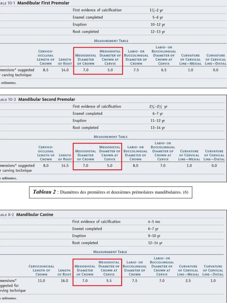 Tableau 3 :  Diamètres des canines mandibulaires. (6)