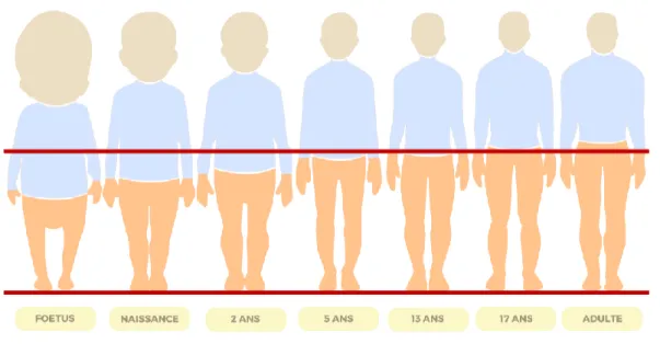 Figure 4 Répartition des segments du corps en fonction de l'âge. (40) 