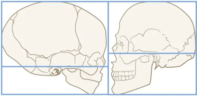 Figure 5 Comparaison entre la proportion de la face et du crâne chez l’enfant et l’adulte