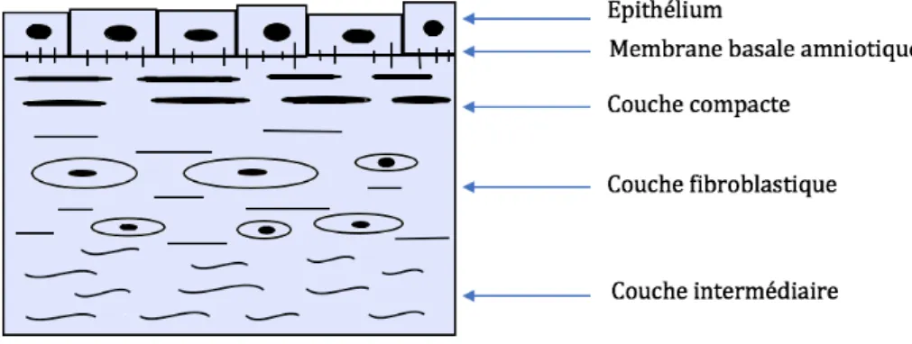 Figure 2: Composition de l'amnion (24) 
