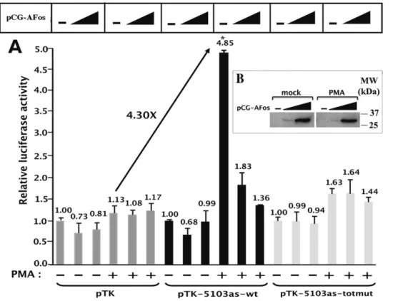 Figure 5. Overexpression of the dominant negative A-Fos mutant impairs the PMA-dependent enhancer activity of fragment 5103.