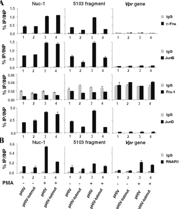 Figure 7. The AP-1 transcription factors c-Fos, JunB and JunD are recruited in vivo to the 5103 fragment region