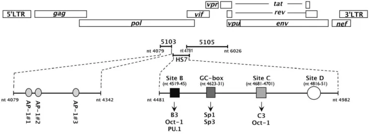 Figure 1. Schematic representation of the intragenic cis -regulatory region of HIV-1. The complete functional unit of the intragenic cis- cis-regulatory region encompasses nt 4079 to nt 6026 and is composed of the 5103 fragment, the hypersensitive site HS7