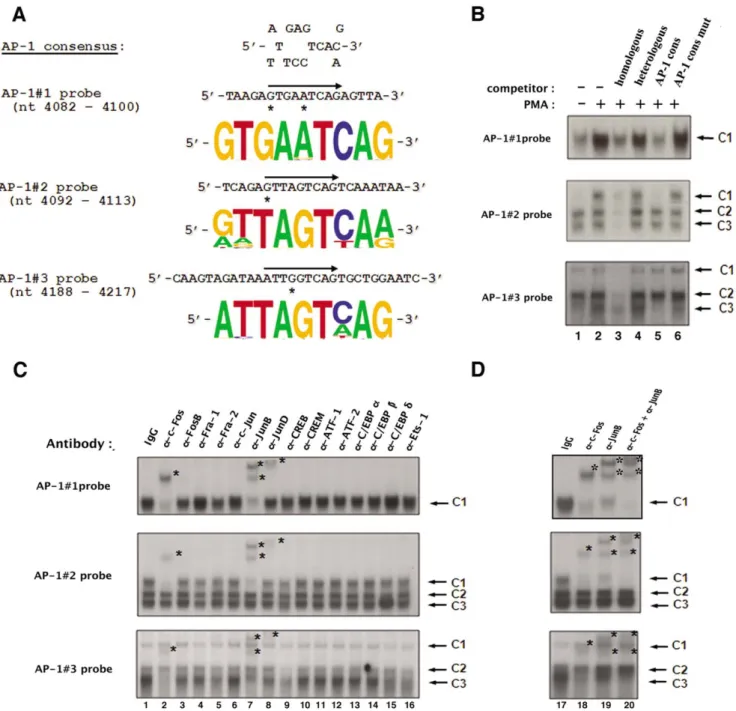 Figure 2. AP-1 transcription factors specifically bind in vitro to each of the three intragenic AP-1 sites of fragment 5103