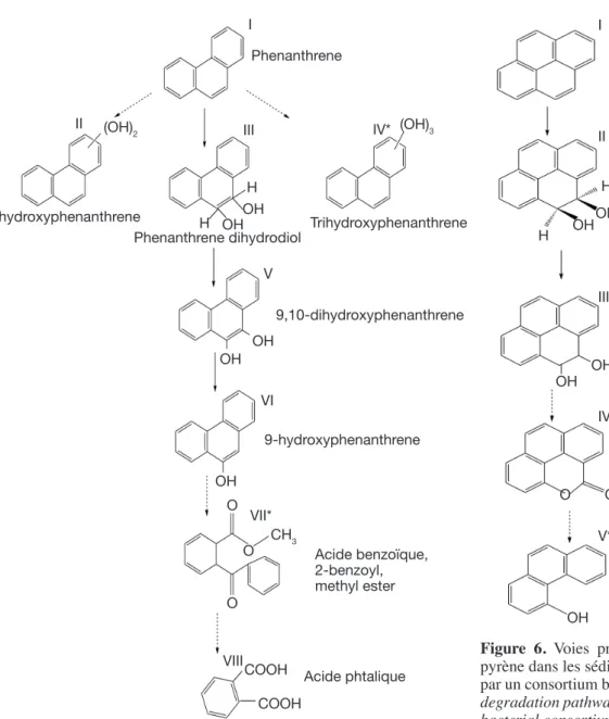Figure  6.  Voies  proposées  de  dégradation  du  pyrène dans les sédiments de mangrove enrichis  par un consortium bactérien — Proposed pyrene  degradation pathways by the mangrove enriched  bacterial consortium (Luan et al., 2006).