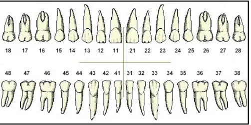 Fig. 1 : Schéma dentaire adulte 