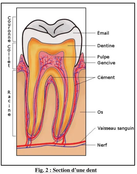 Fig. 2 : Section d’une dent 