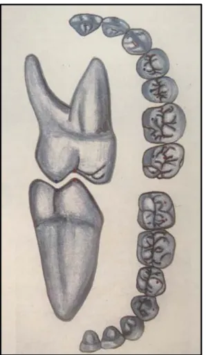 Fig. 3 : Morphologie occlusale des dents (2) 