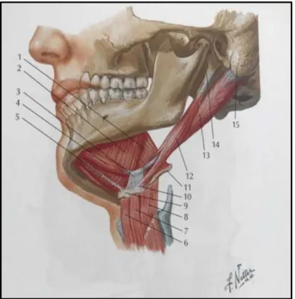 Fig. 11 : Muscles supra- et infra- hyoïdiens (10)  1. Muscle hyo-glosse 