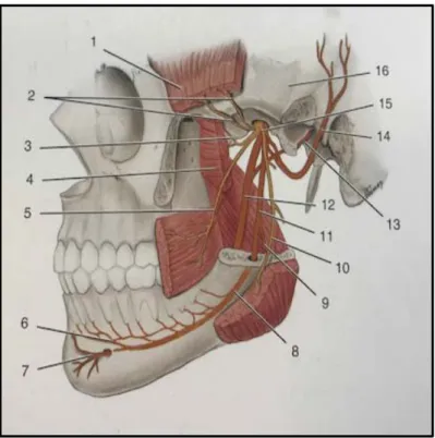 Fig. 12 : Nerf mandibulaire (10)  1. Muscle temporal 