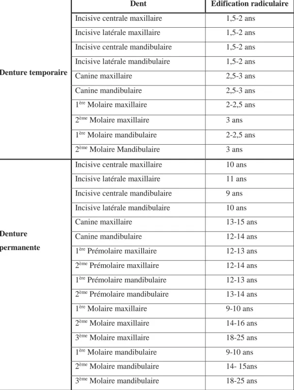 Tableau 4 L'édification radiculaire en denture temporaire et denture définitive (10) 