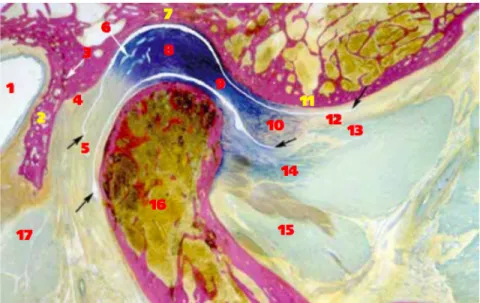 Figure  3:  Coupe  sagittale  de  l’ATM  droite  en  position  fermée  (4)  1 : Méat acoustique externe ; 2 : Os tympanal ; 3 : Fissure tympano-squameuse ; 4 : Fibres  supérieures de la zone bilaminaire ; 5 : Fibres inférieures de la zone bilaminaire ; 6 :