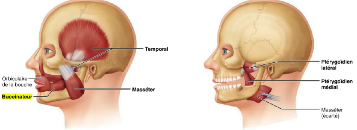 Figure 5: Muscles masticateurs (5). 