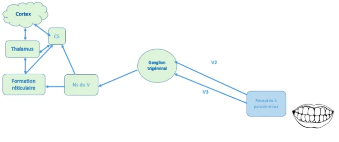 Figure 6 : Relation des MRP avec le système nerveux. 