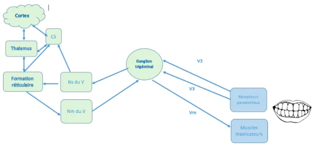 Figure 7 : influence neurologique des contacts dentaires sur les muscles masticateurs