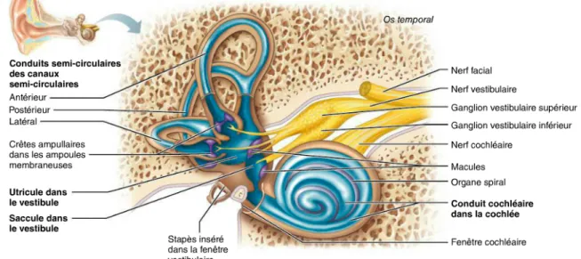 Figure 15 : Oreille interne (5). 