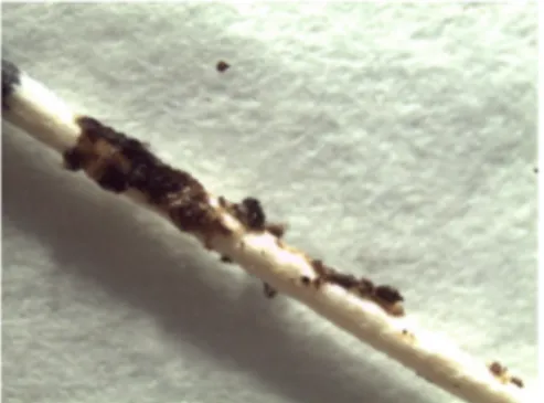 Figure 9: Image microscopique de black-stains apposés sur une pointe papier endodontique (17)  Dans  les black-stains, les bactéries de type  Actinomyces sont  retrouvées  dans  de  grandes  proportions  de  façon  consensuelle,  elles  auraient  donc  un 