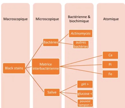 Figure 11: Schématisation hypothétique de la composition des black-stains selon les différentes  échelles d’analyse  AtomiqueBactérienne &amp; biochimiqueMicroscopiqueMacroscopiqueBlack stainsBactériesActinomycesautres bactériesMatrice interbactérienneCaPi