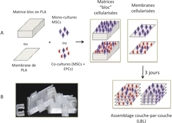 Figure 6 : Protocole général décrivant la préparation des matériaux cellularisés :  ensemencement et assemblage des matrices LBL et ensemencement des matrices bloc