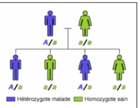 Figure 3  : Schéma d’un mode de transmission dominant (16) 